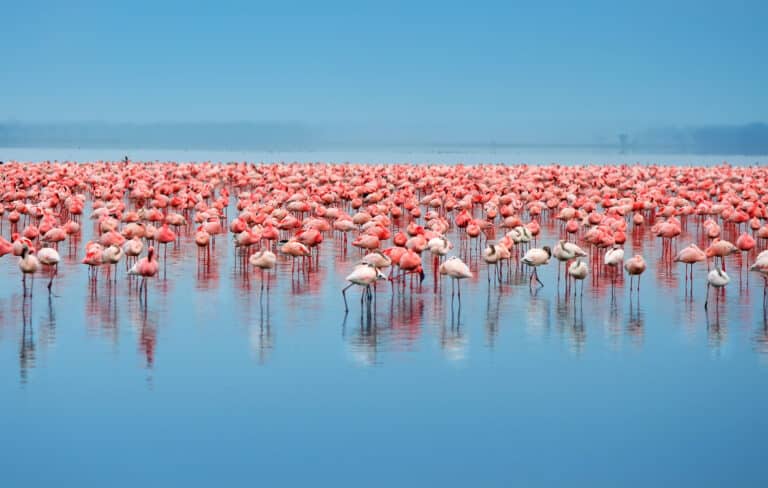 A flamboyance of flamingos in lake eyasi