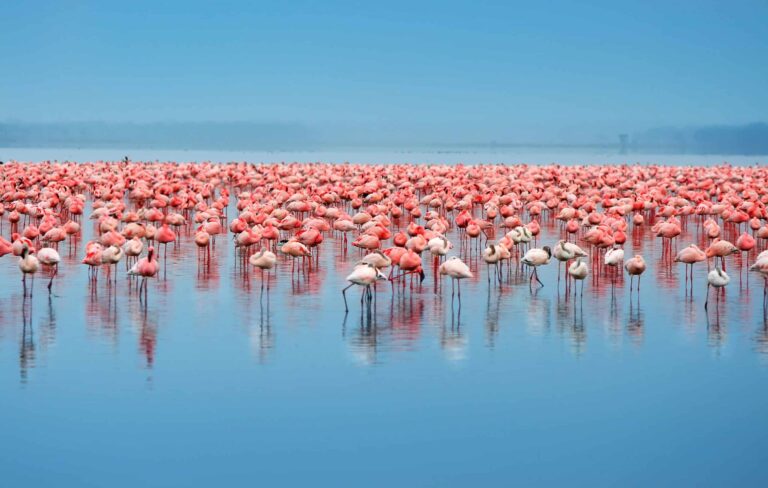 Eine Pracht von Flamingos im Lake Eyasi