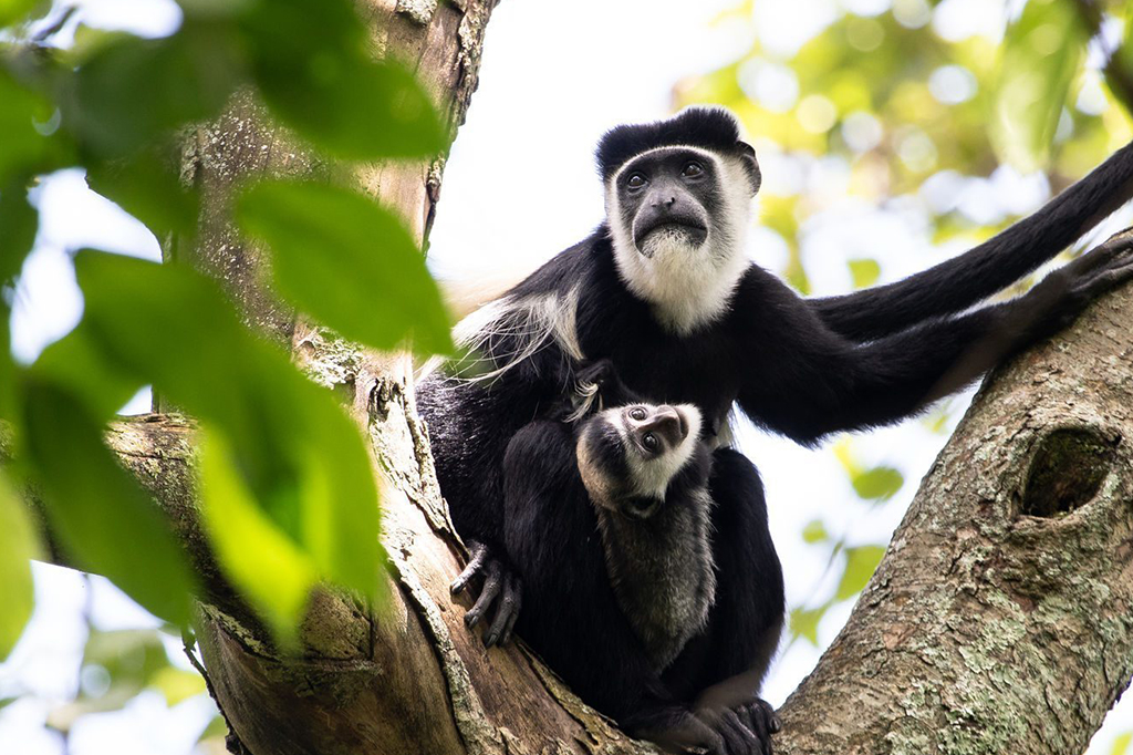 Een zwart-witte colobusaap met haar jong op een boomtak in Rubondo Island National Park 1 Een zwart-witte franjeaap met haar jong op een boomtak in het Rubondo Island National Park