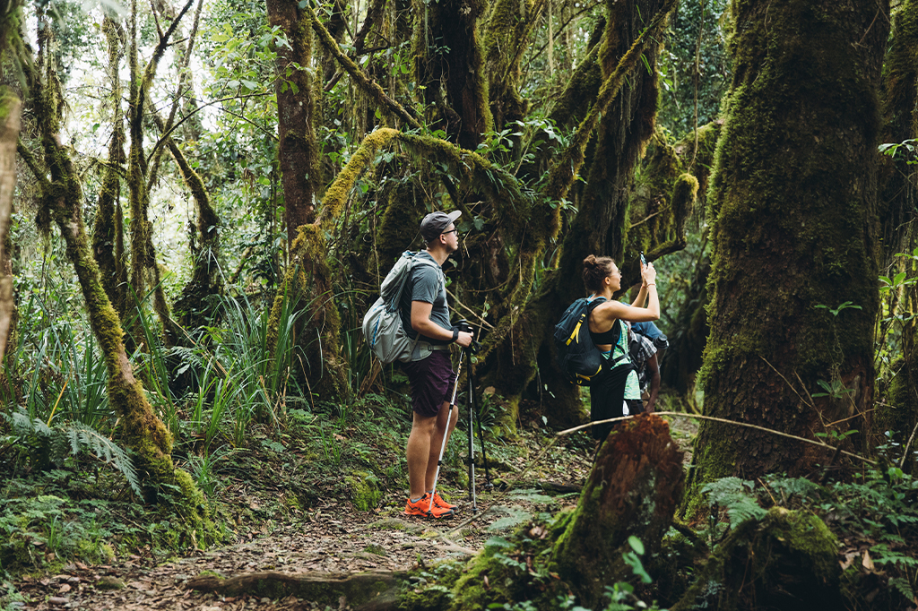 Ein Paar wandert durch den üppigen grünen Tropenwald auf den Machame-Wanderwegen in Tansania Ein Paar wandert durch den üppigen grünen Tropenwald auf den Machame-Wanderwegen, Tansania