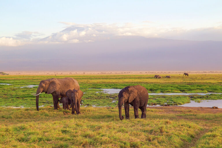 Een familie Afrikaanse olifanten nabij het moeras in het Amboseli National Park, Kenia