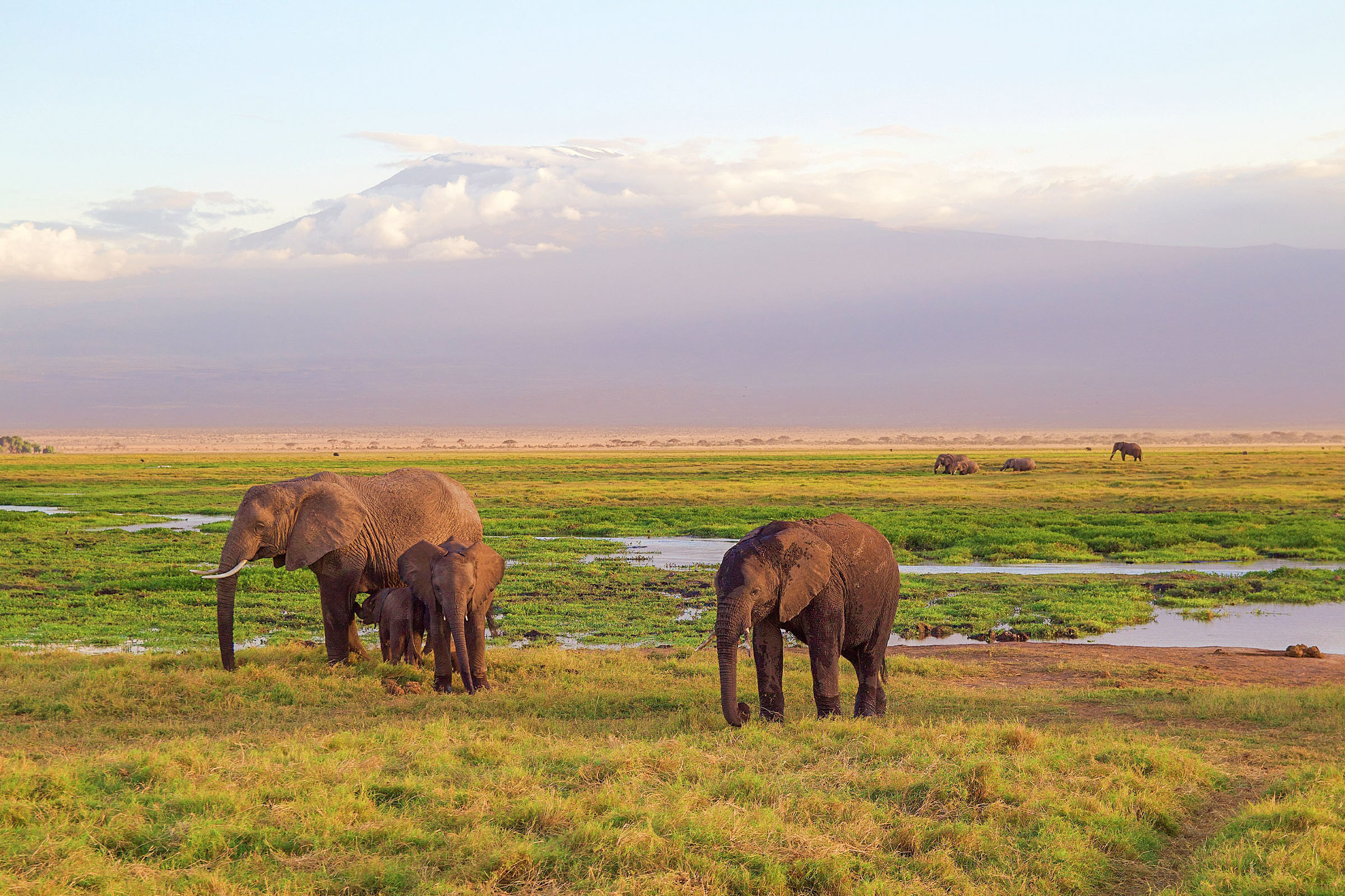A family of African elephants near the swamp at Amboseli National Park, Kenya