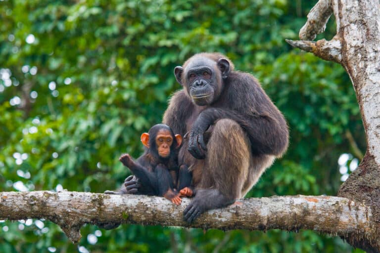 A female chimpanzee with her baby on a tree branch at Mahale Mountains National Park, Tanzania