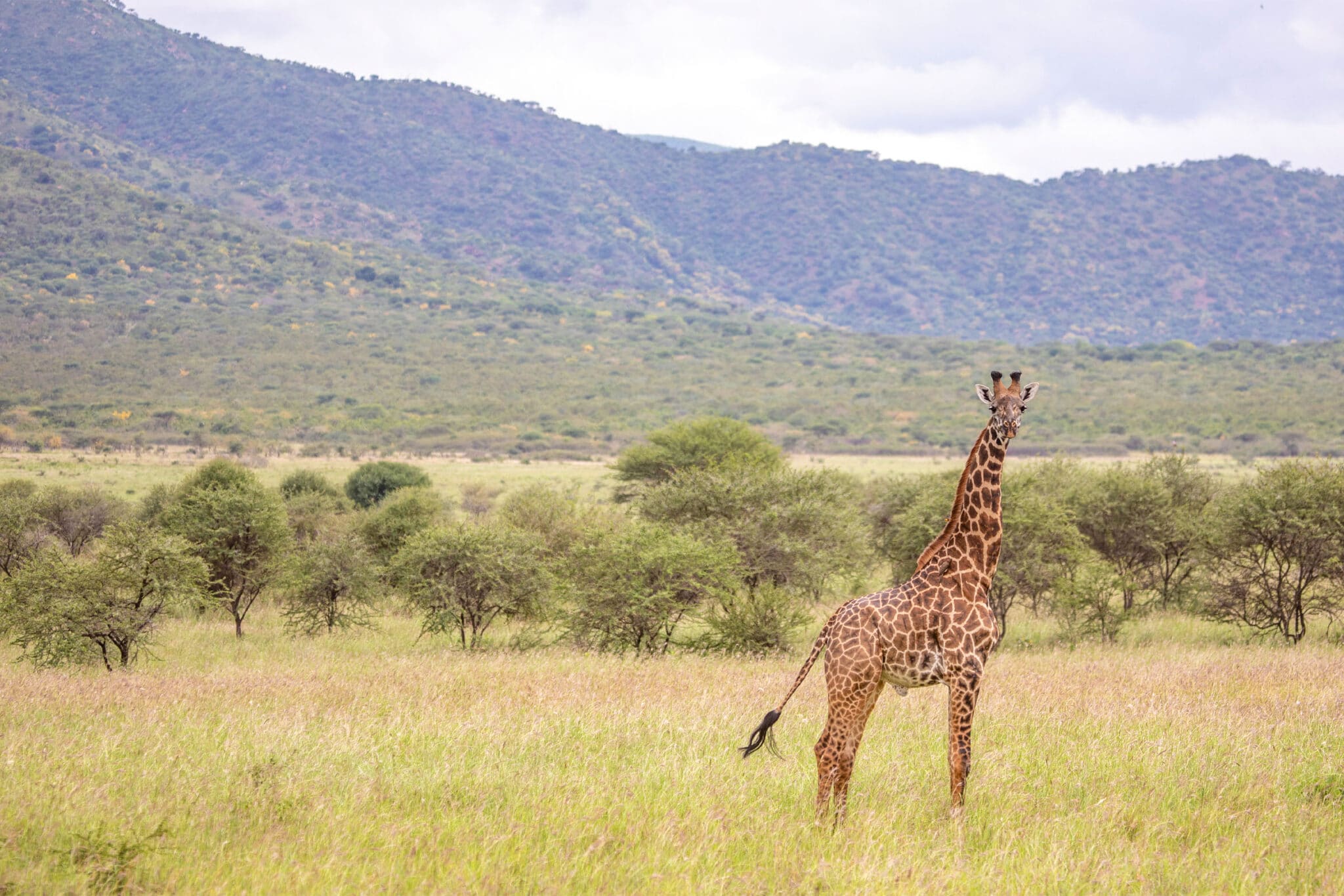 A giraffe on the rolling grasslands of Mkomazi National Park, Tanzania