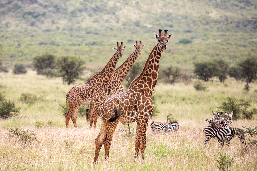 Drei Giraffen stehen in der Grassavanne des Mkomazi-Nationalparks, in der Nähe grasen Zebras. Im Hintergrund sind vereinzelte Bäume und eine hügelige Landschaft unter einem bewölkten Himmel zu sehen. – Easy Travel Tanzania