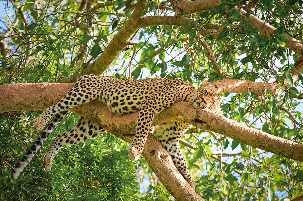 En leopard som sover på en trädgren i Mahalebergens nationalpark, Tanzania