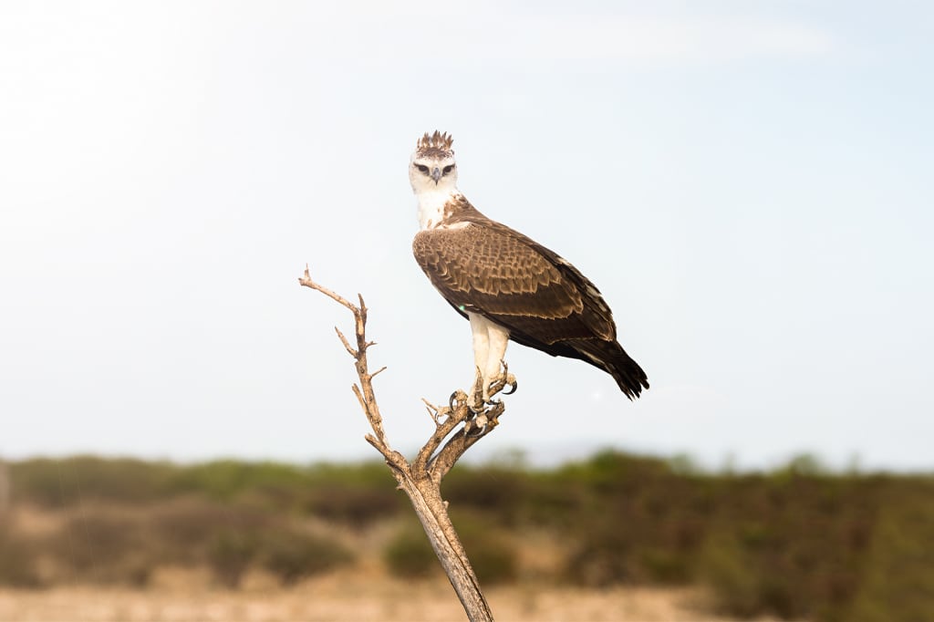 ニエレレ国立公園の枯れ木の枝に止まったチュウヒワシ