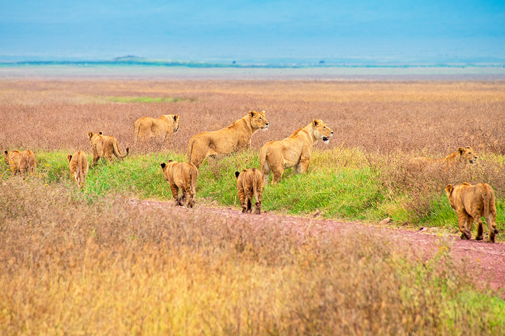 A pride of lions walking through the rolling grasslands of the Ngorongoro Crater, Tanzania