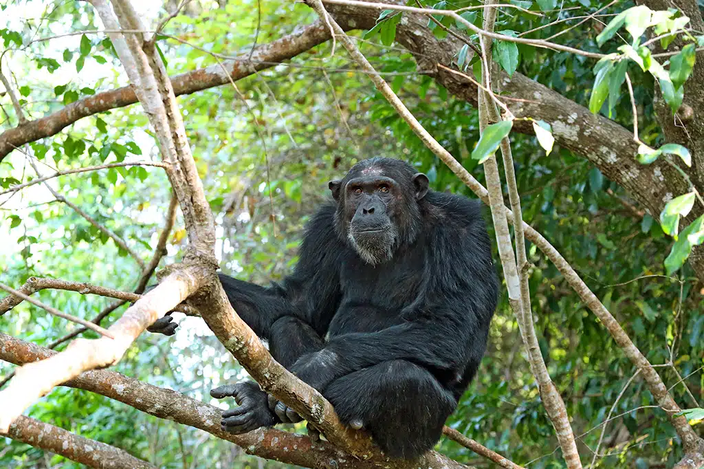 Adult Chimpanzee Perch Udzungwa Mountains Tanzania.jpg Adult Chimpanzee Perch Udzungwa Mountains Tanzania.jpg
