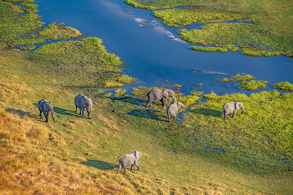 Aerial view of elephant herd
