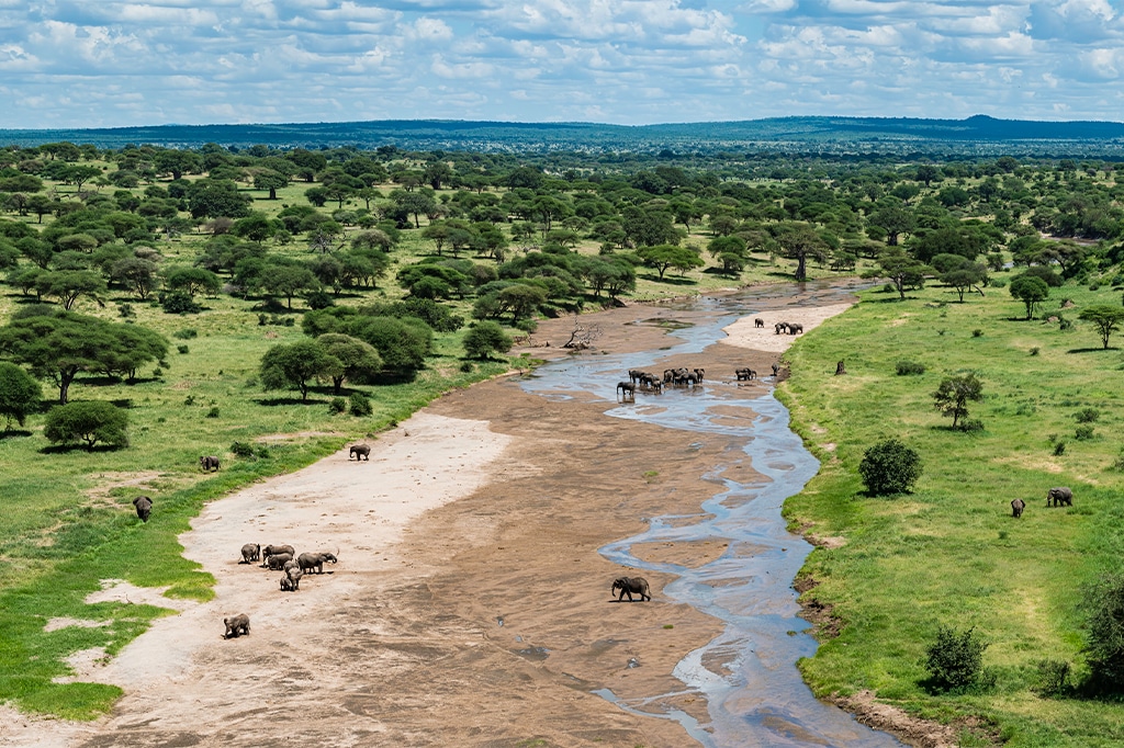 坦桑尼亚塔兰吉雷河大象群的鸟瞰图