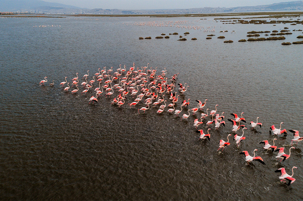 Luftaufnahme von Flamingos im Lake Manyara Nationalpark, Tansania