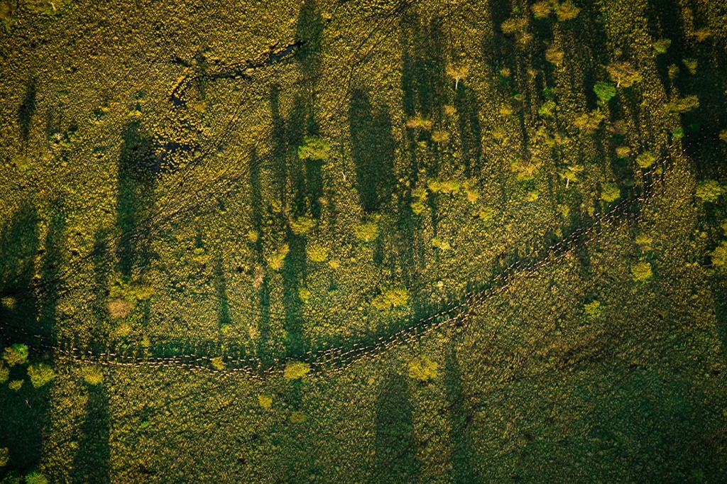 Vista aerea della migrazione degli gnu che attraversa la regione di Ndutu