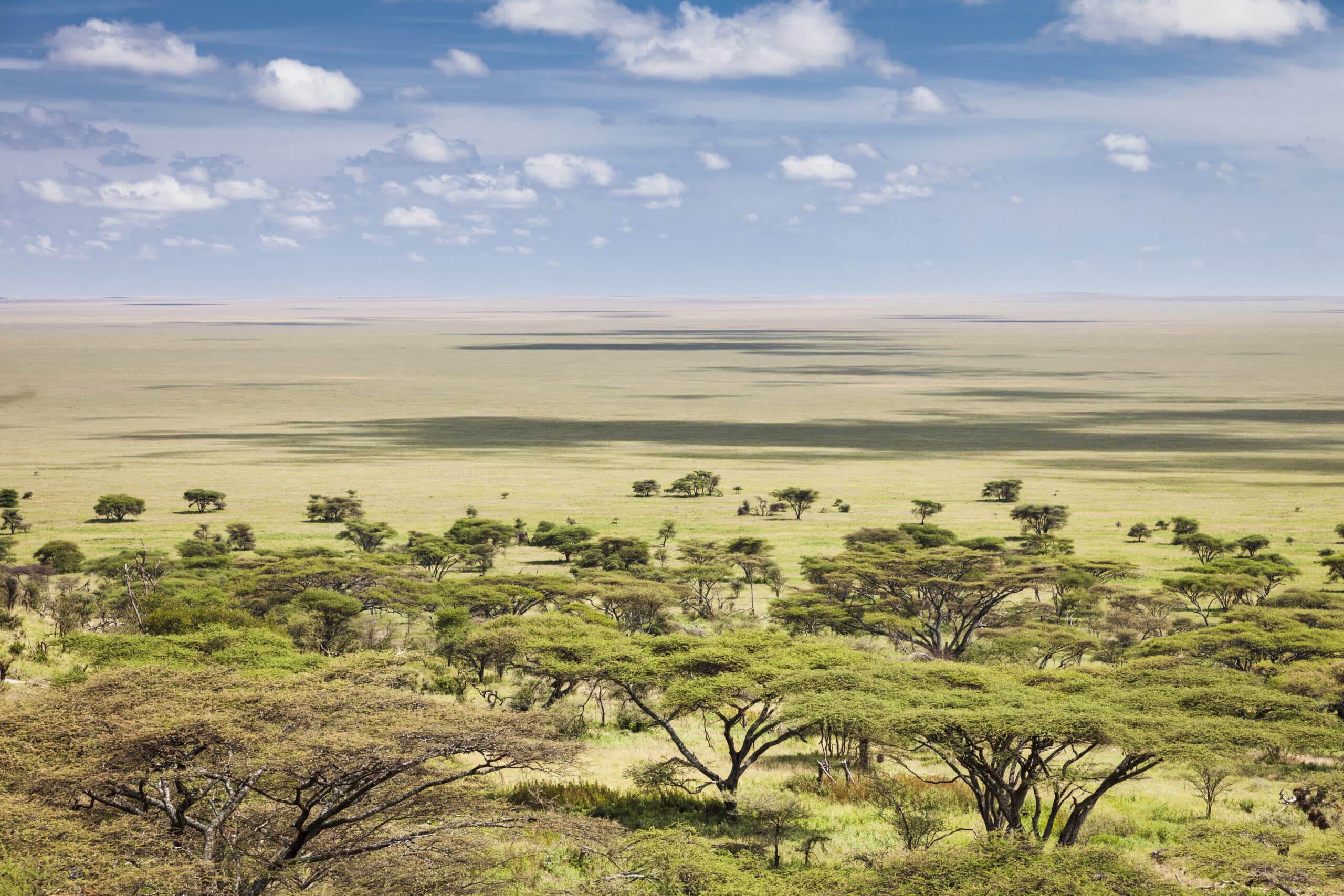 Vue aérienne du parc national du Serengeti