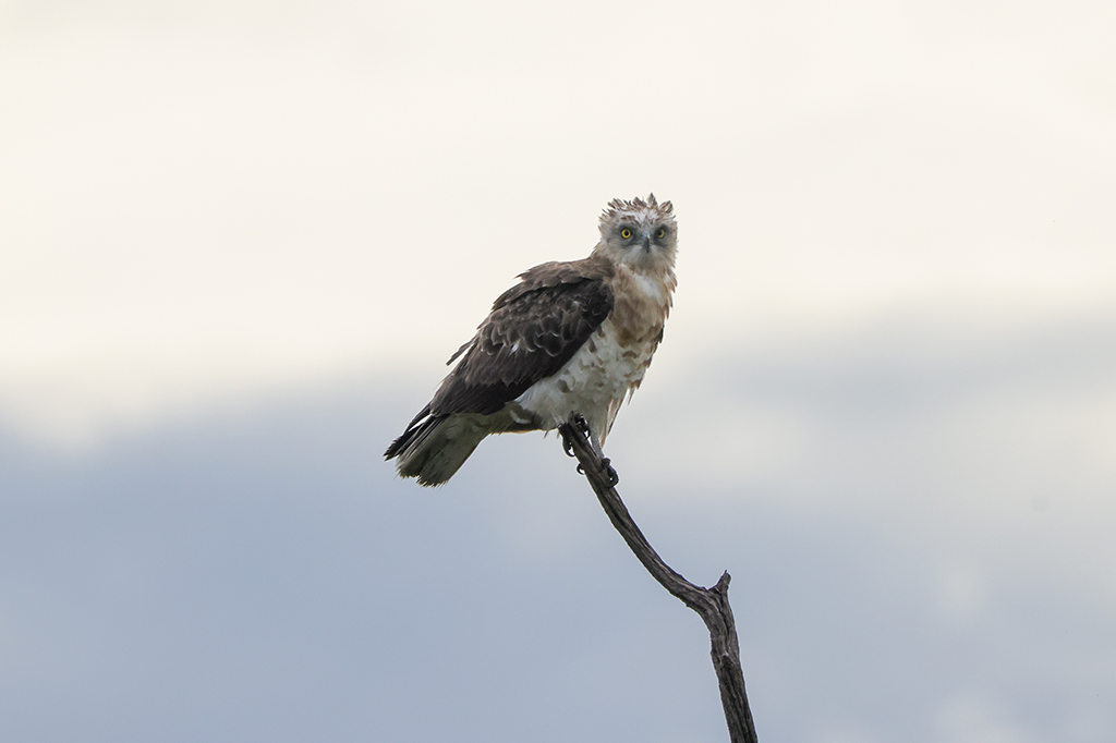 A bird of prey with light brown and white feathers perches on the tip of a bare branch against the cloudy sky backdrop of Udzungwa Mountains National Park. Its sharp gaze is directed towards the camera. - Easy Travel Tanzania