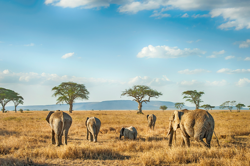 African elephant group walking through dry grassland of serengeti, tanzania