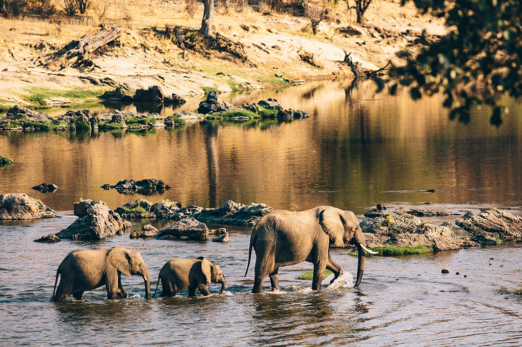 Afrikanische Elefantenherde überquert den Ruaha-Fluss in Tansania 1 Eine Elefantenfamilie, darunter zwei Kälber, schlendert unter der warmen Sonne von Ruaha durch einen seichten Fluss, umgeben von felsigem Gelände und spärlicher Vegetation. - Easy Travel Tanzania