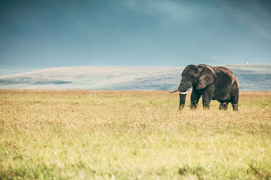 澄み切った空の下、ンゴロンゴロの広大な草原に、なだらかな丘を背景に象が一頭立っている。 - Easy Travel Tanzania