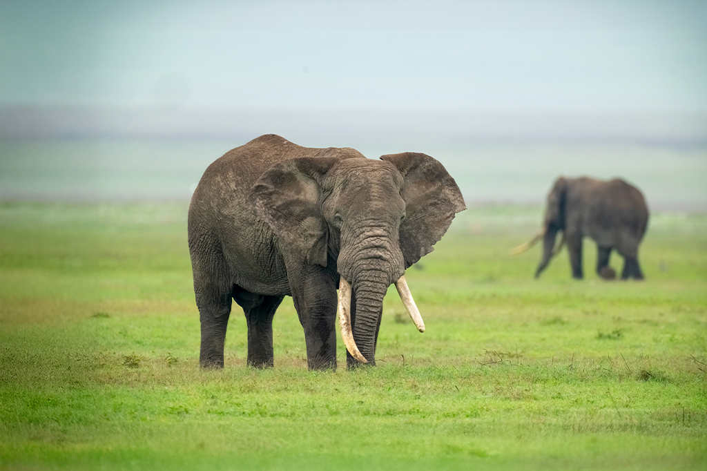 Elefantes africanos dentro del cráter del Ngorongoro, Tanzania
