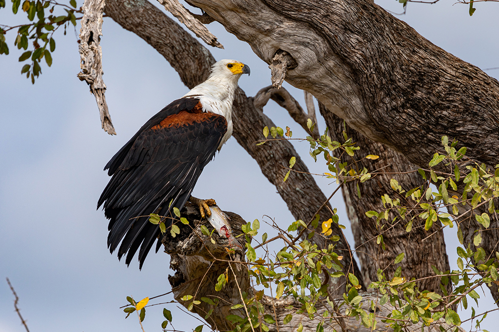 African Fish Eagle on a perch at Nyerere National Park, Tanzania
