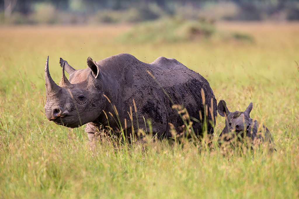 A rhinoceros with two horns walks through the tall grass of Mkomazi National Park, followed closely by a smaller rhino calf. The scene is set in a grassy field with a soft, blurred background of trees and foliage. - Easy Travel Tanzania