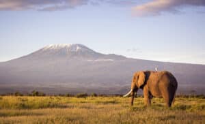 Kilimanjaro Tours: een olifant die graast in de West-Kilimanjaro