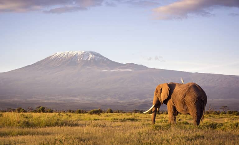 Kilimandscharo-Touren: Ein Elefant weidet im West-Kilimandscharo