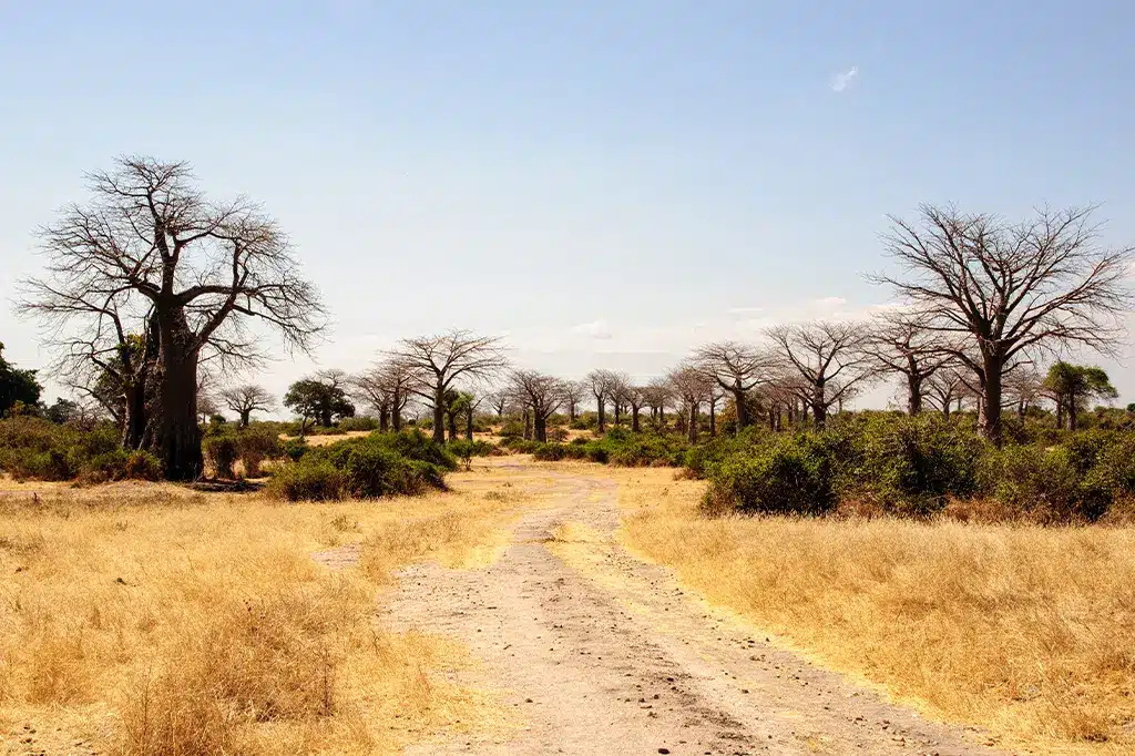 Avenue Baobabs Parc national de Ruaha Tanzanie.jpg Avenue Baobabs Parc national de Ruaha Tanzanie.jpg