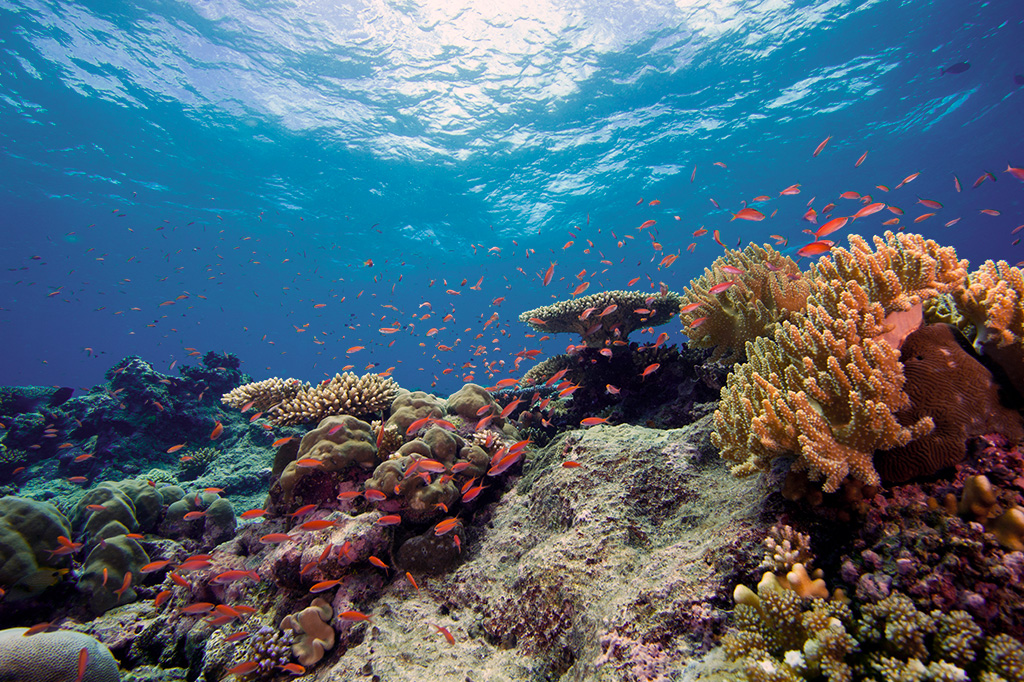 坦桑尼亚奔巴岛附近美丽的水下珊瑚和鱼类 1 坦桑尼亚奔巴岛附近美丽的水下珊瑚和鱼类