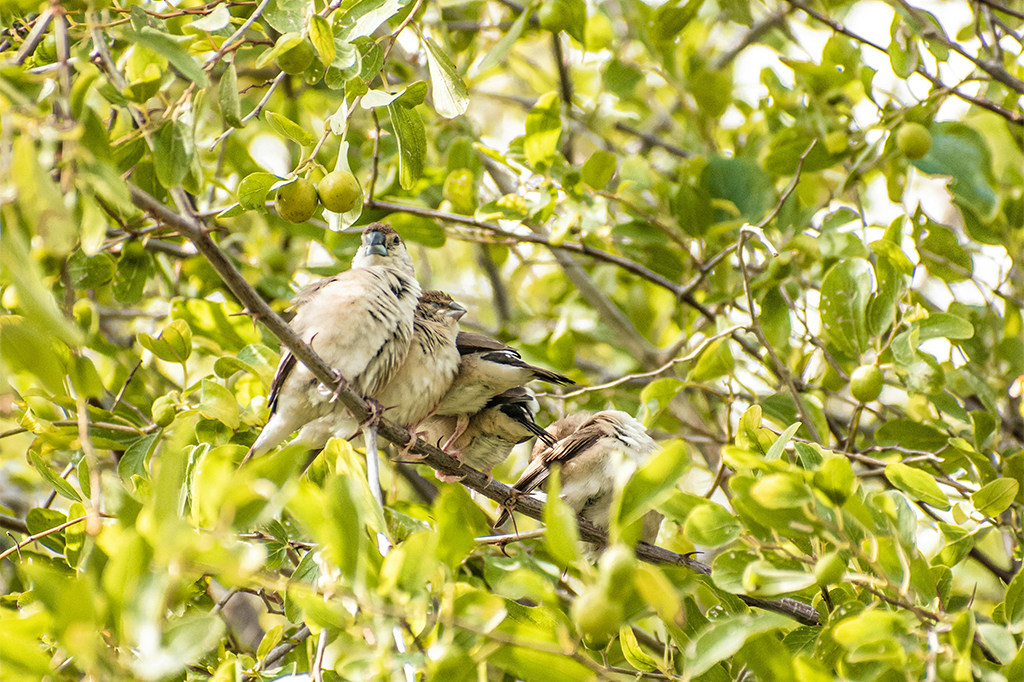 Vögel auf einem Baum am Lake Manyara, Tansania