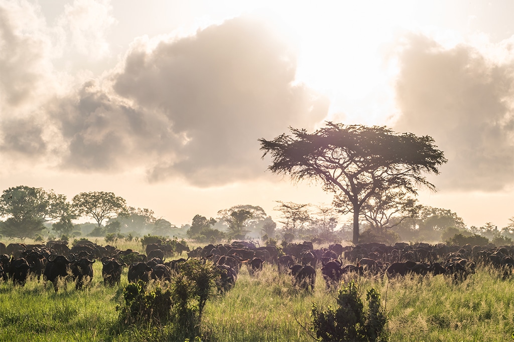 A large herd of buffalo grazes on a sunlit grassy plain, partially shaded by a lone tree in saadani national park. The sky is filled with dramatic clouds as the sun sets, casting a golden glow over the landscape. - easy travel tanzania