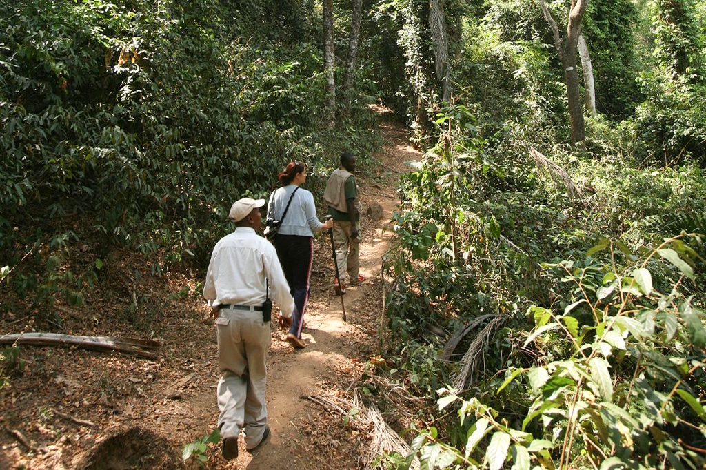 Chimpanseewandeling in Gombe Stream National Park, Tanzania