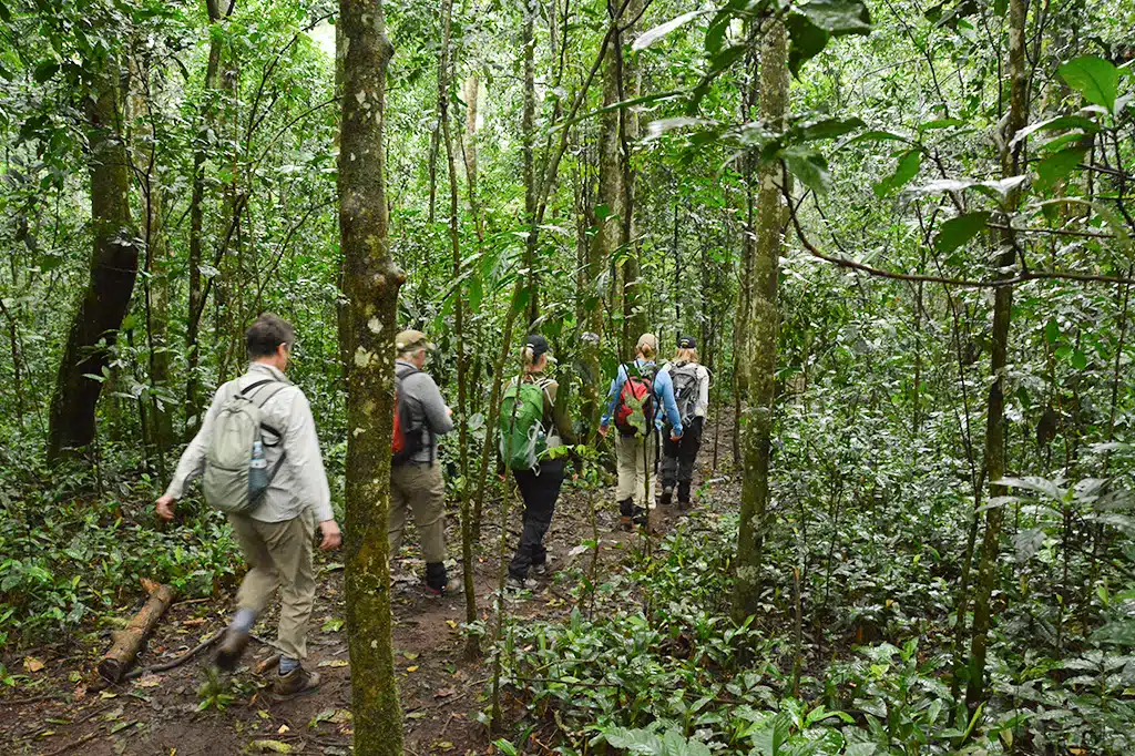 Chimpanzee Tracking Udzungwa Mountains Tanzania.jpg Chimpanzee Tracking Udzungwa Mountains Tanzania.jpg