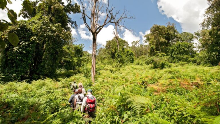 Chimpancés haciendo senderismo en el Parque Nacional de las Montañas Mahale