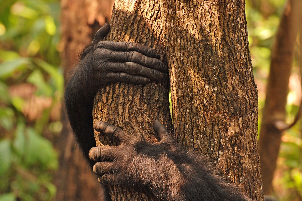 坦桑尼亚贡贝溪国家公园黑猩猩手的特写镜头