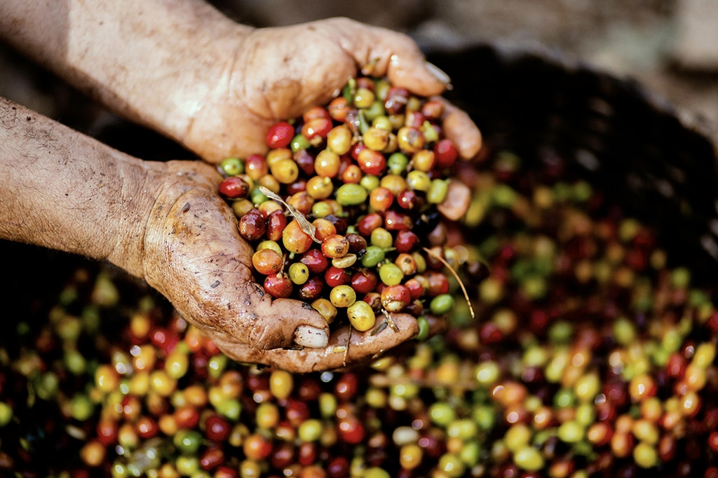Nahaufnahme von Kaffeekirschen, Tansania