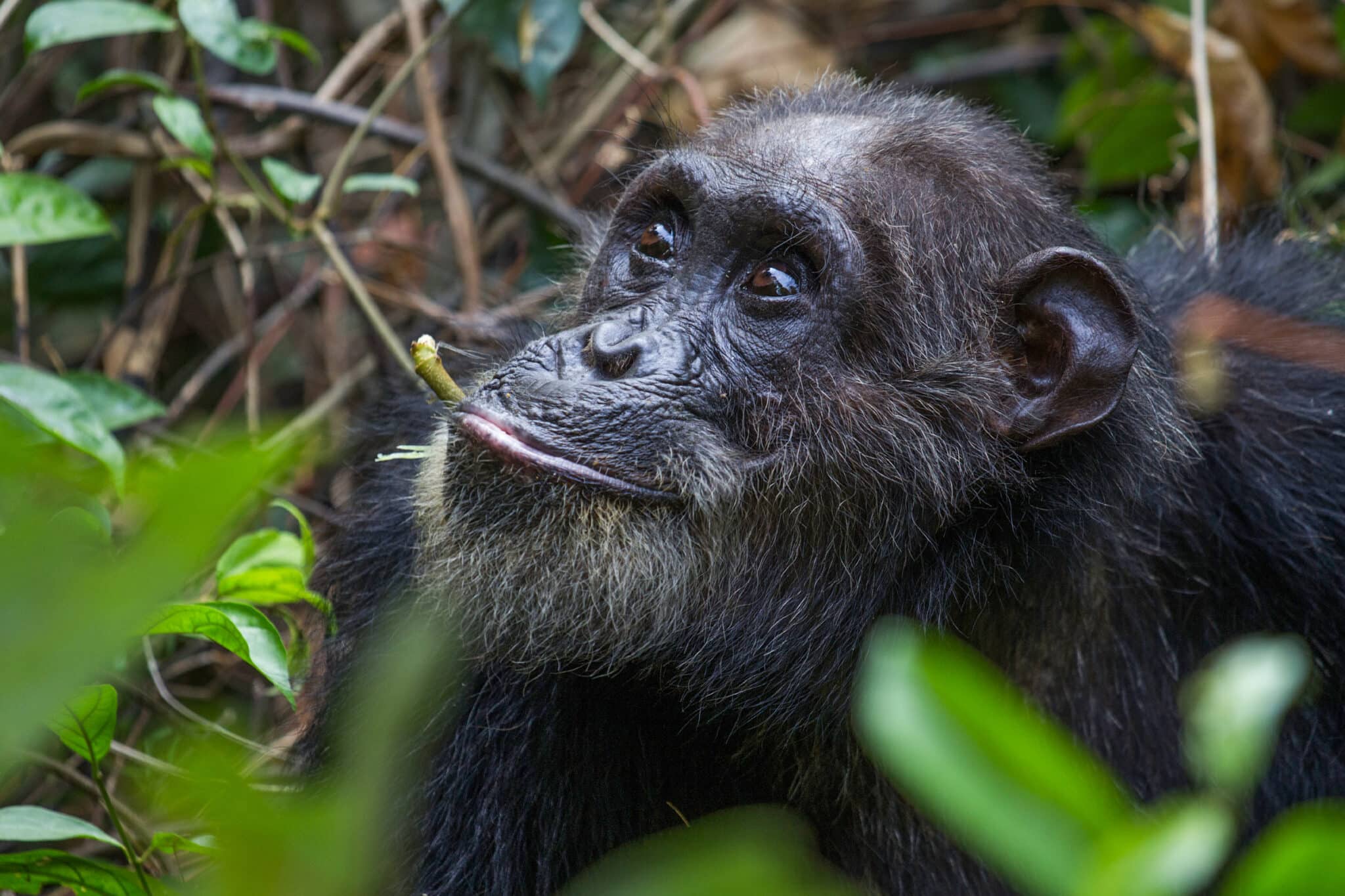 Close-up shot of a chimpanzee in Gombe Stream National Park, Tanzania