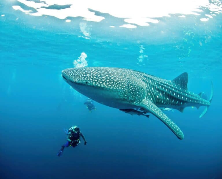 Dive with whale sharks in mafia island