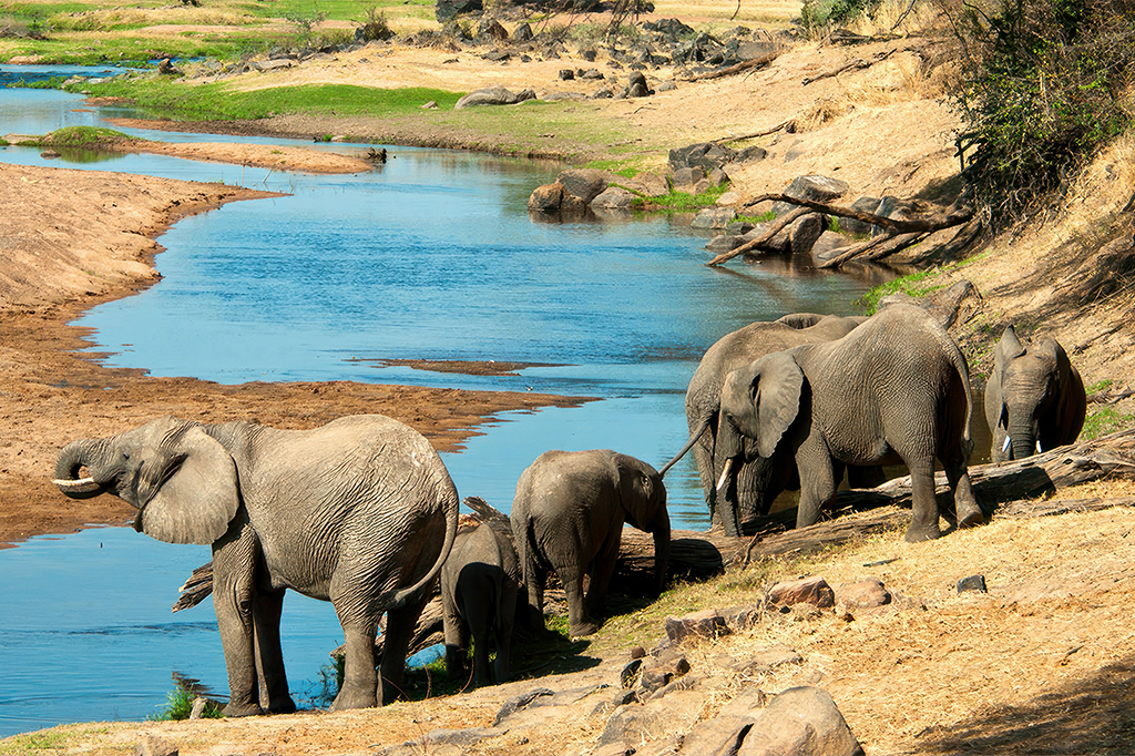 Eine Gruppe Elefanten, darunter erwachsene Tiere und Kälber, steht an einem Fluss in der trockenen, felsigen Landschaft von Ruaha. Der Fluss schlängelt sich durch die Landschaft, gesäumt von spärlicher Vegetation und Grasflächen unter dem klaren, sonnigen Himmel. – Easy Travel Tanzania
