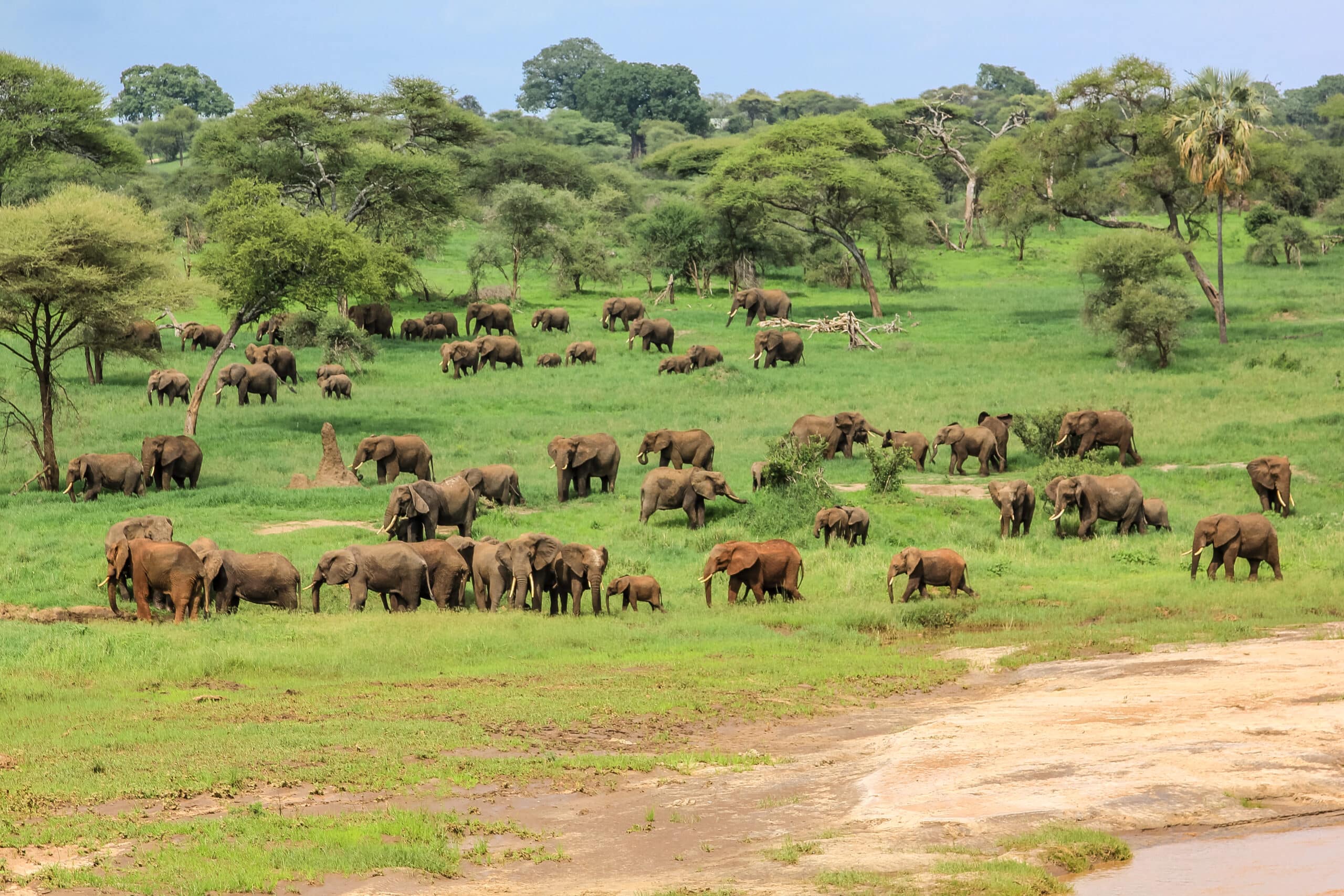 Visit Tarangire and see huge elephant herd