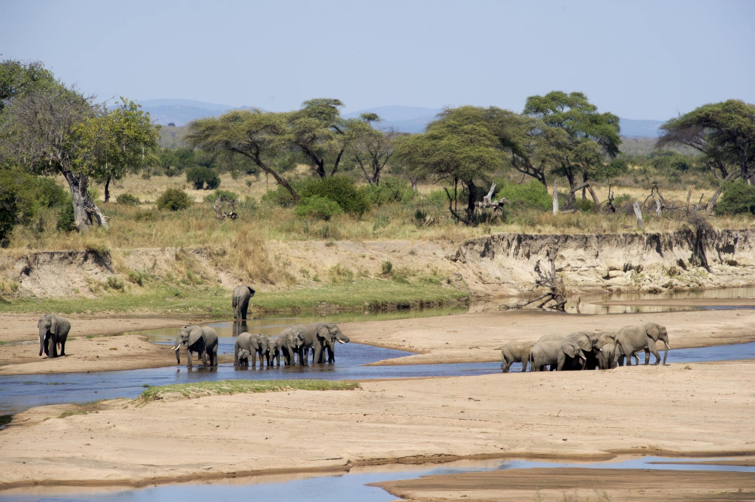 Elephant herds roaming the plains of Nyerere National Park