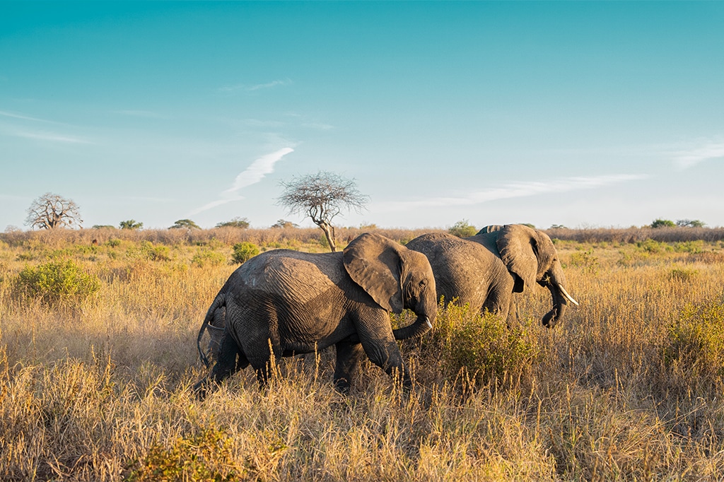 Elefantes en la sabana seca del Parque Nacional Tarangire, Tanzania