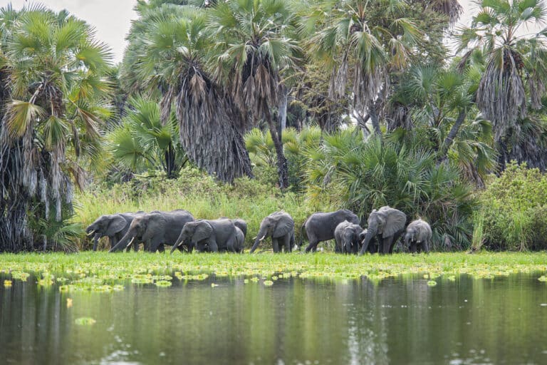 Elefanti lungo il fiume nel parco nazionale di Nyerere