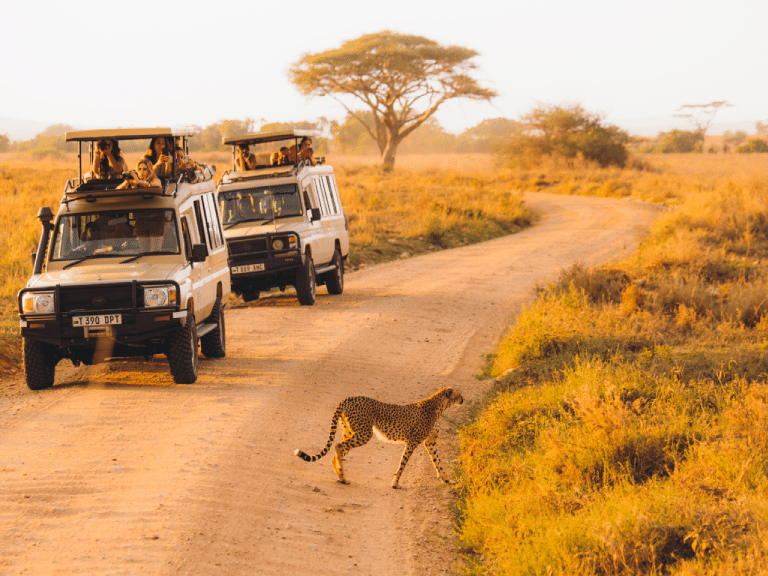 坦桑尼亚 - 塞伦盖蒂家庭游猎 轻松旅行 坦桑尼亚 - 家庭游猎