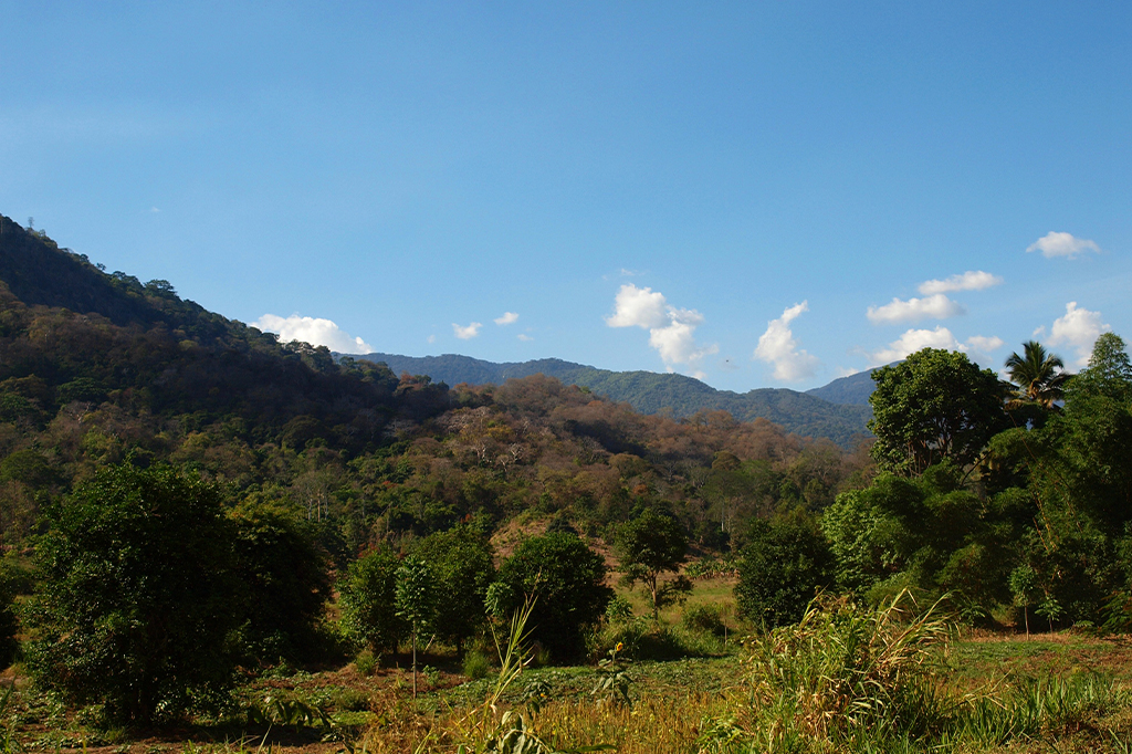 Forest of Udzungwa Mountains, Tanzania