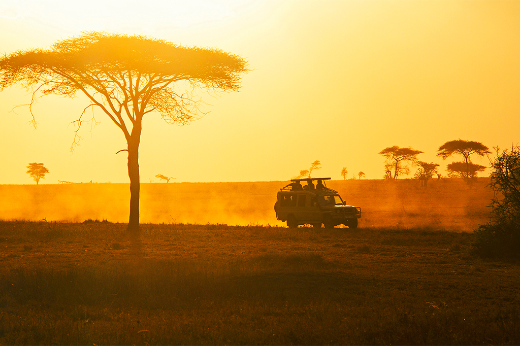 Game Drive at Nyerere National Park, Tanzania