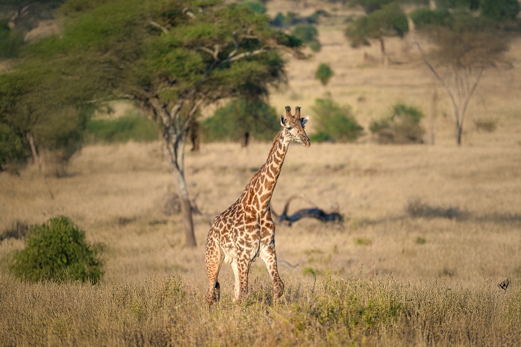 Giraffe walking through dry savannah grassland of tarangire national park, tanzania