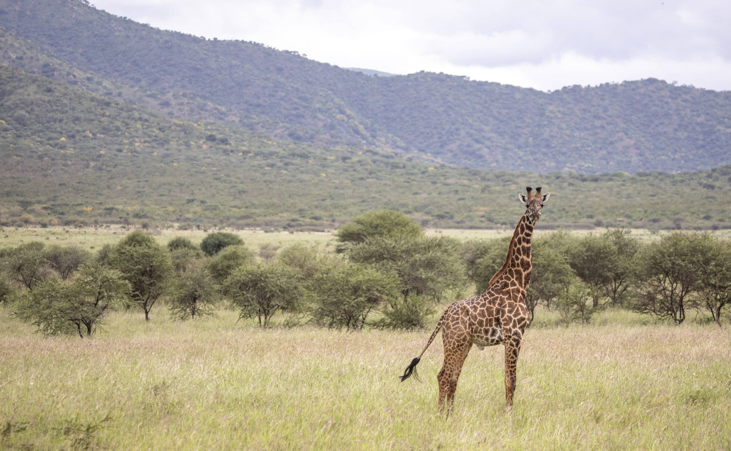 Giraffe at Mkomazi National Park
