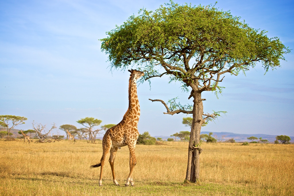 Giraffe eating acacia tree leaves in Serengeti National Park, Tanzania