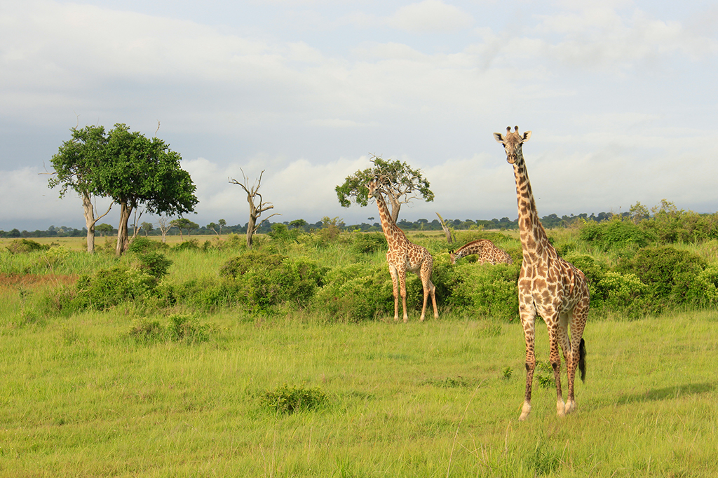 Giraffen auf dem Grasland des Mikumi-Nationalparks, Tansania
